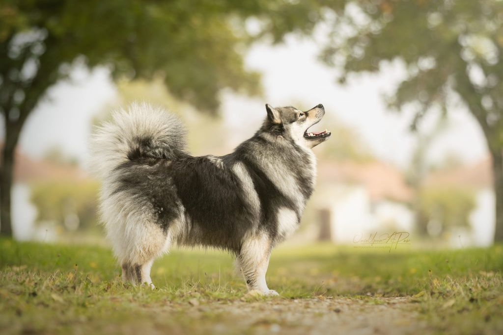 Stark lady Du Pays Des Mille Lacs