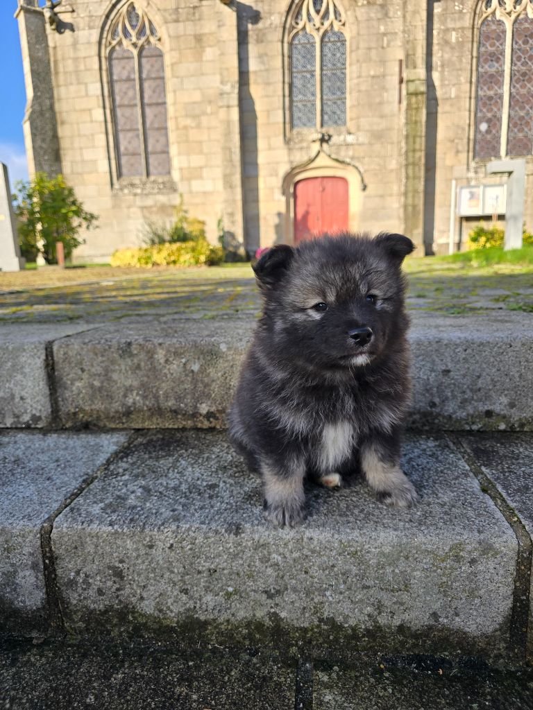 Des Landes Et Rivières - Chien finnois de Laponie - Portée née le 13/09/2025